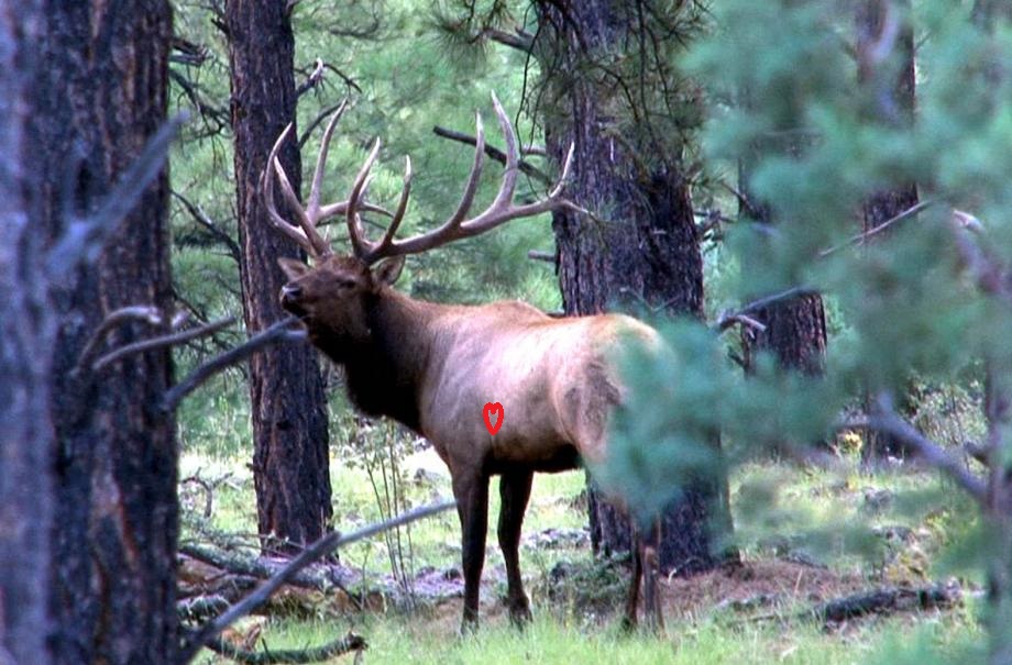 Best All Around Caliber and Rifle for Deer/Elk/Moose